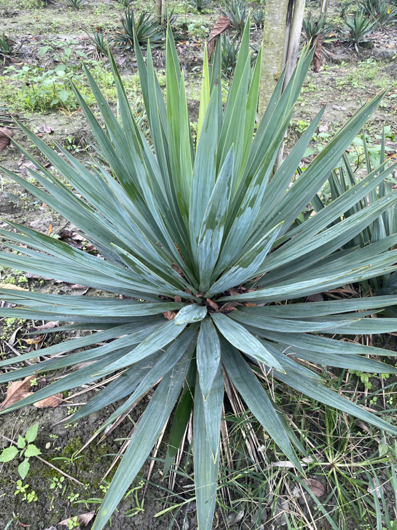剑麻，剑麻价格，剑麻种植基地