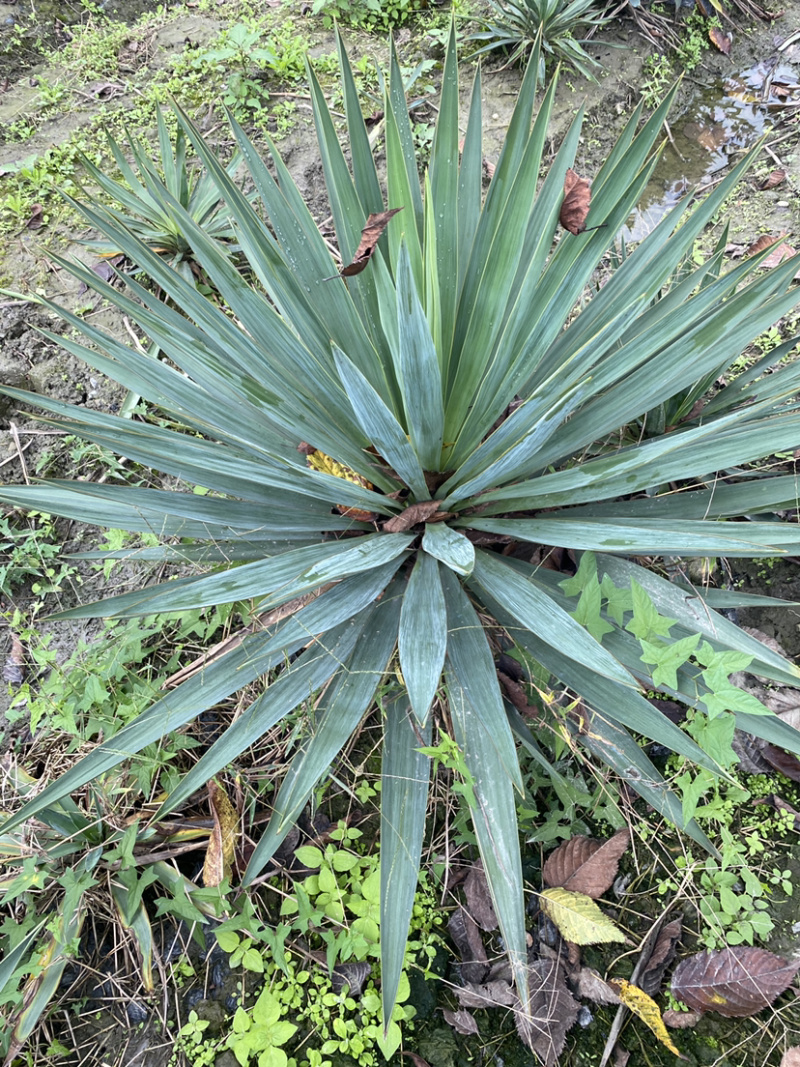 剑麻，剑麻价格，剑麻种植基地