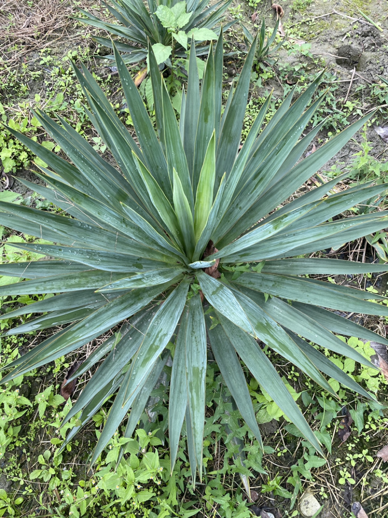 剑麻，剑麻价格，剑麻种植基地