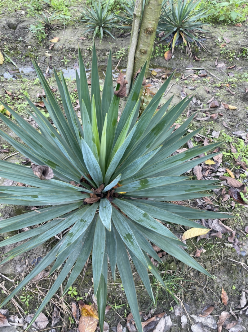 剑麻，剑麻价格，剑麻种植基地
