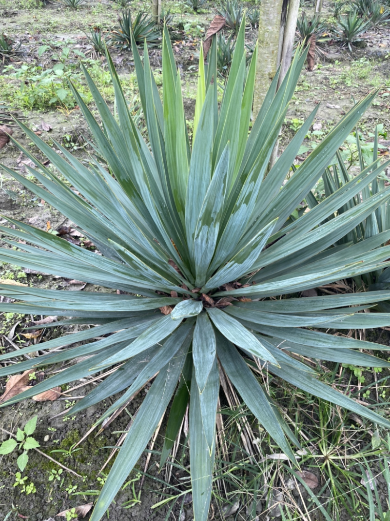 剑麻，剑麻价格，剑麻种植基地