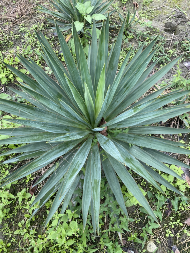 剑麻，剑麻价格，剑麻种植基地