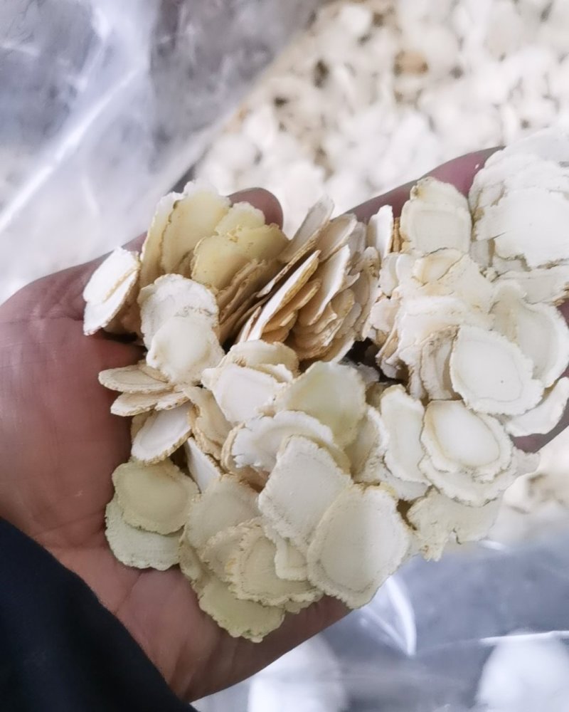 西洋参各种规格批发（国产进口）保证质量，长期批发！