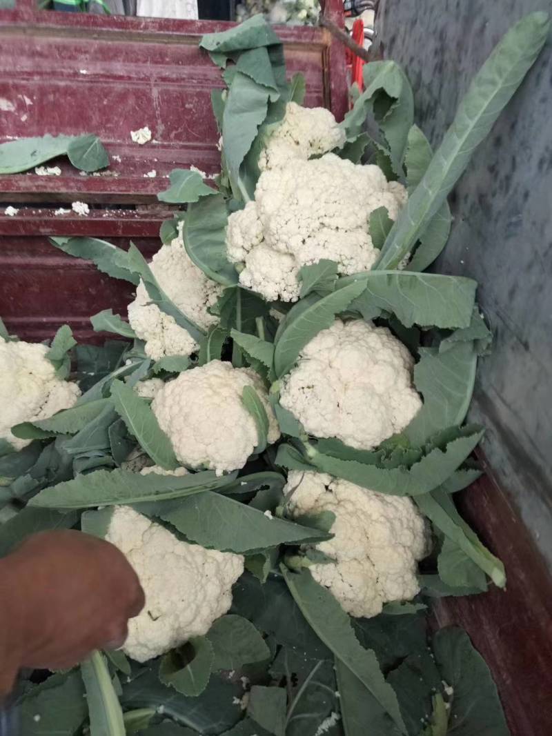 花菜，青梗白面散花，大吨位供货，产地直供。