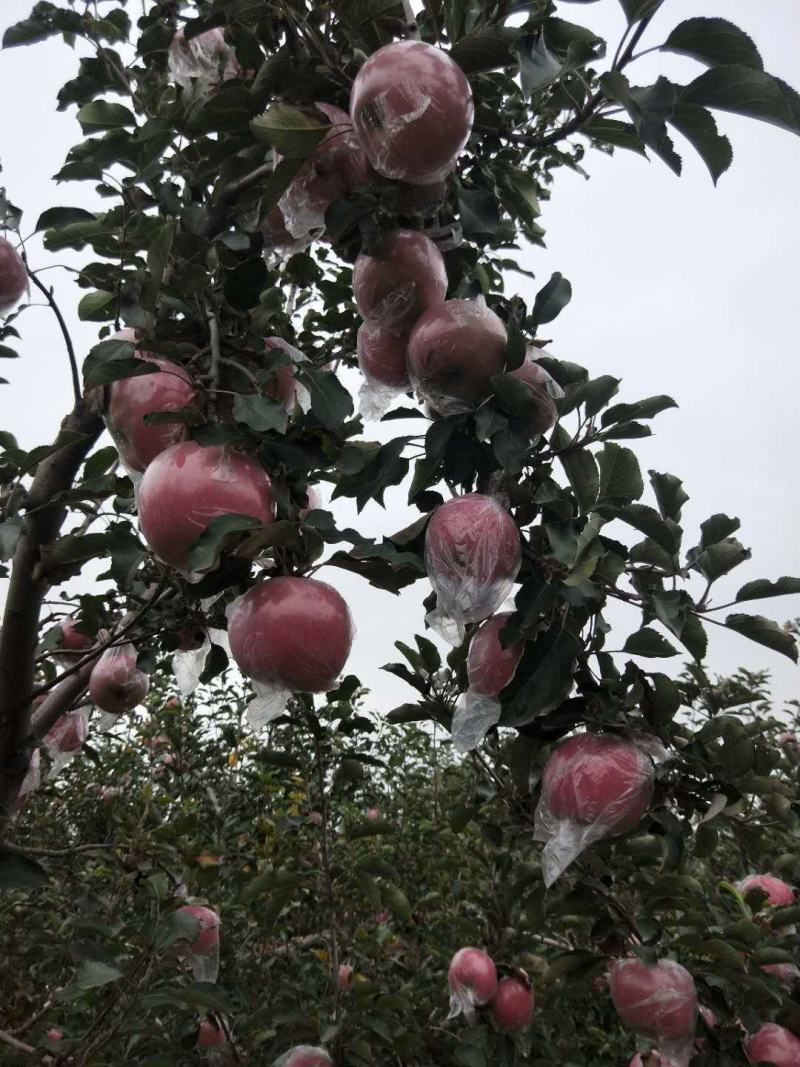 礼泉纸加膜红富士苹果大量现货，，膜袋富士