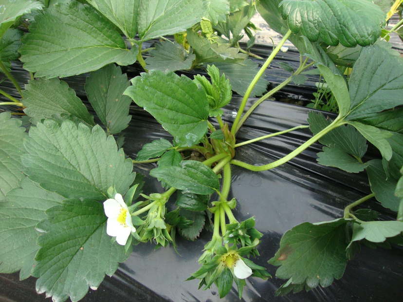 奶油草莓育苗场景