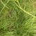 云南十万大山里伸筋草