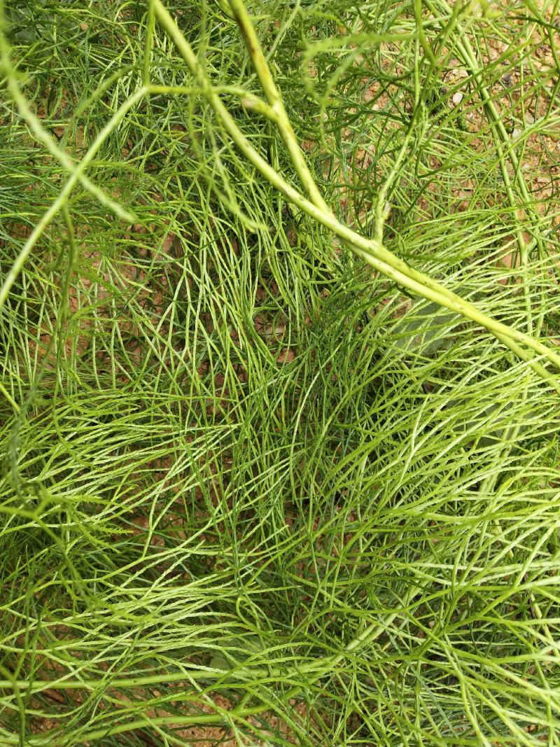 云南十万大山里伸筋草