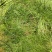 云南十万大山里伸筋草