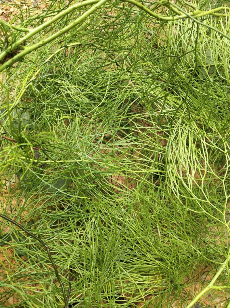 云南十万大山里伸筋草