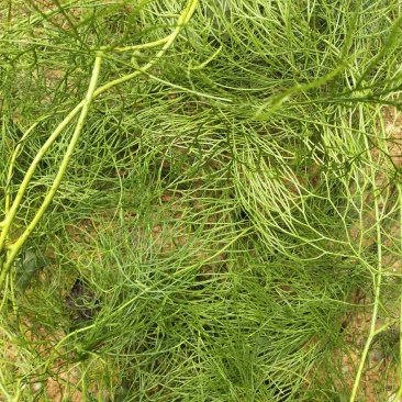 云南十万大山里伸筋草