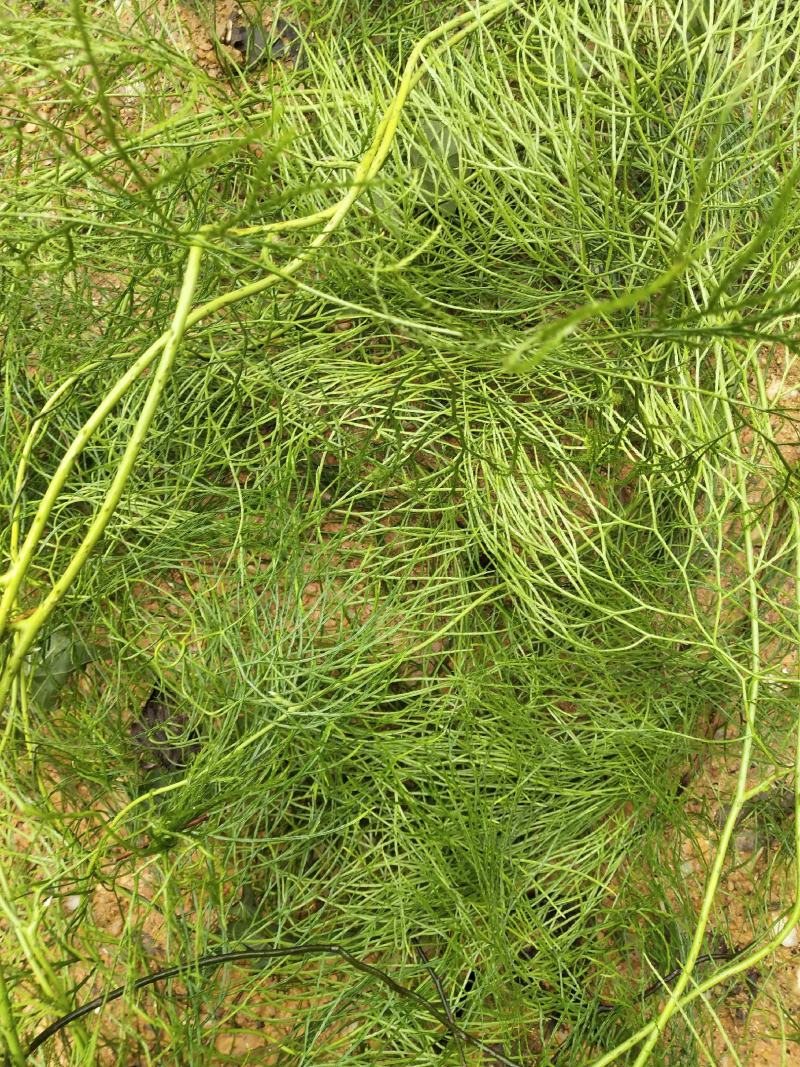 云南十万大山里伸筋草