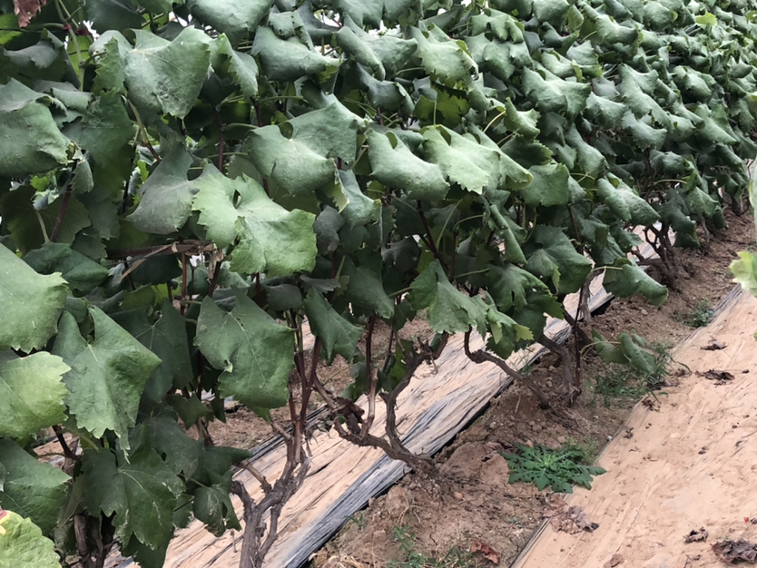 展示巨峰葡萄花序,在花序顶端用手指轻轻掐去约1/3部分,体现掐穗尖的操作位置 巨峰葡萄掐穗尖操作示意图