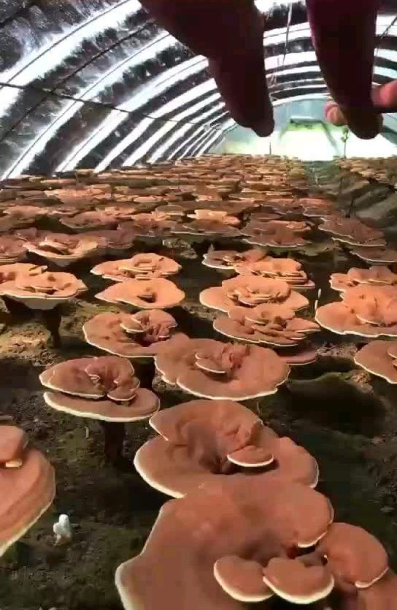 【自家种植】长白山孢子粉，高质保量，价格优惠包邮