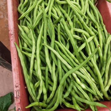 四季豆无筋豆，，，