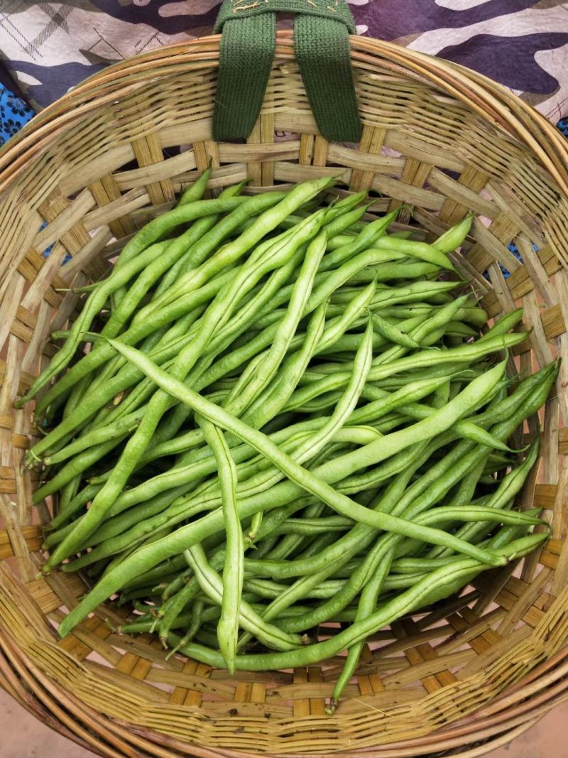 四季豆无筋豆，，，