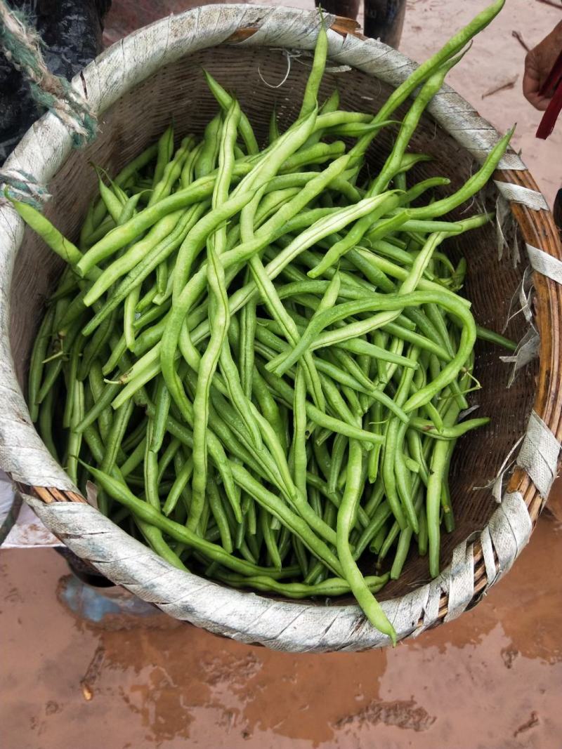 四季豆无筋豆，，，