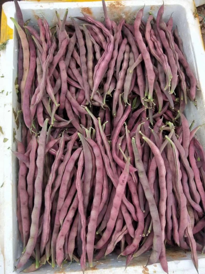 红豆红四季豆，，，，