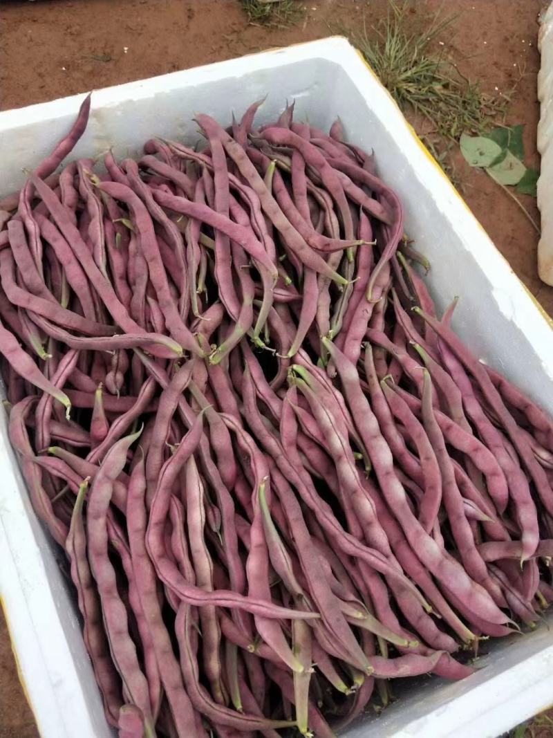 红豆红四季豆，，，，