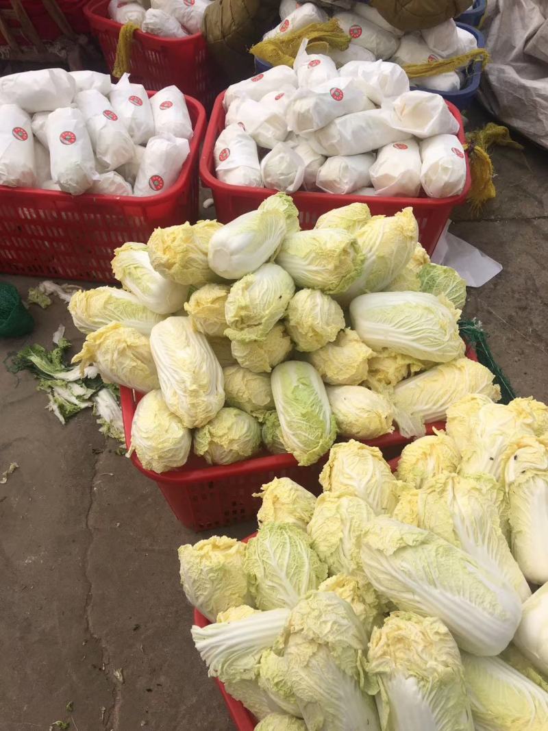 【实力推荐】娃娃菜大娃娃菜，专业削菜工，打包工欢迎选购