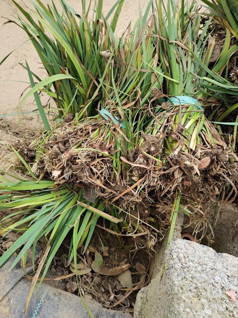黄昌蒲黄昌蒲苗黄昌蒲小苗水生植物可视频看货选货