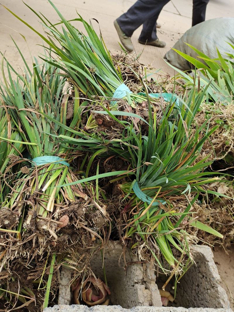 黄昌蒲黄昌蒲苗黄昌蒲小苗水生植物可视频看货选货