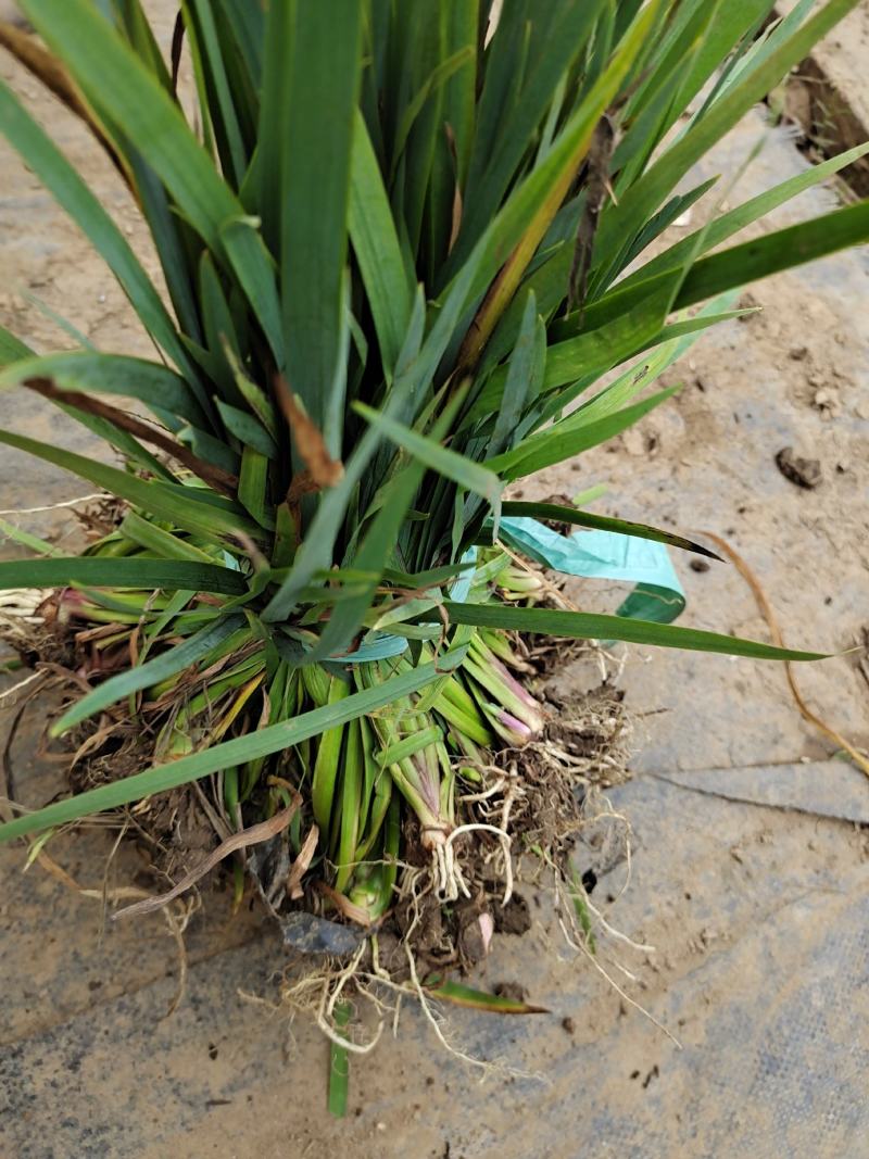 黄昌蒲黄昌蒲苗黄昌蒲小苗水生植物可视频看货选货