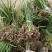 黄昌蒲黄昌蒲苗黄昌蒲小苗水生植物可视频看货选货