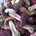 红菇小丁2.5以下的，大量批发野生小红菇和大开菇