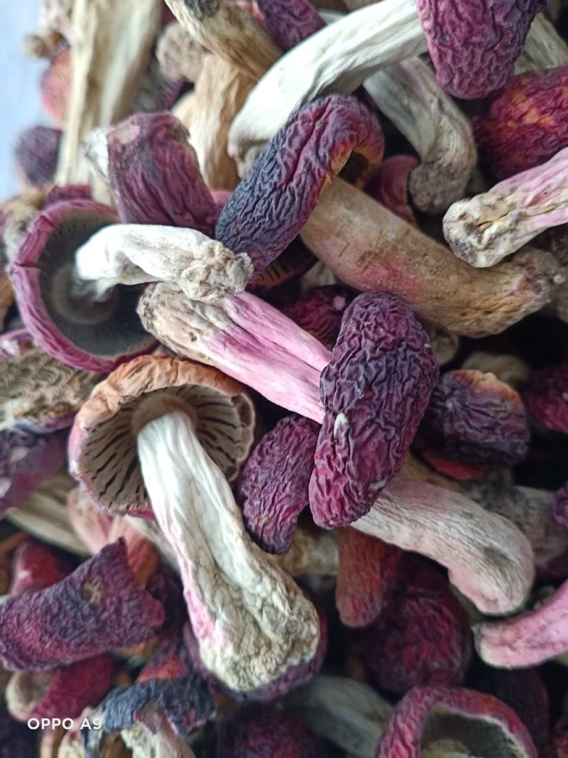 红菇小丁2.5以下的，大量批发野生小红菇和大开菇