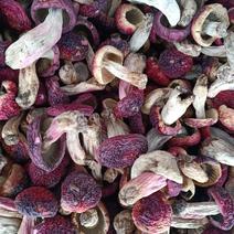 红菇小丁2.5以下的，大量批发野生小红菇和大开菇