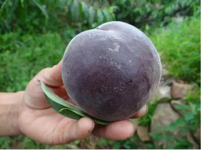 紫桃的外观展示