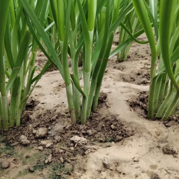 大叶韭菜，，叶宽，根粗，无干尖，大棚种植