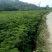 枇杷树(各种规格树苗，种子齐全，量很大)