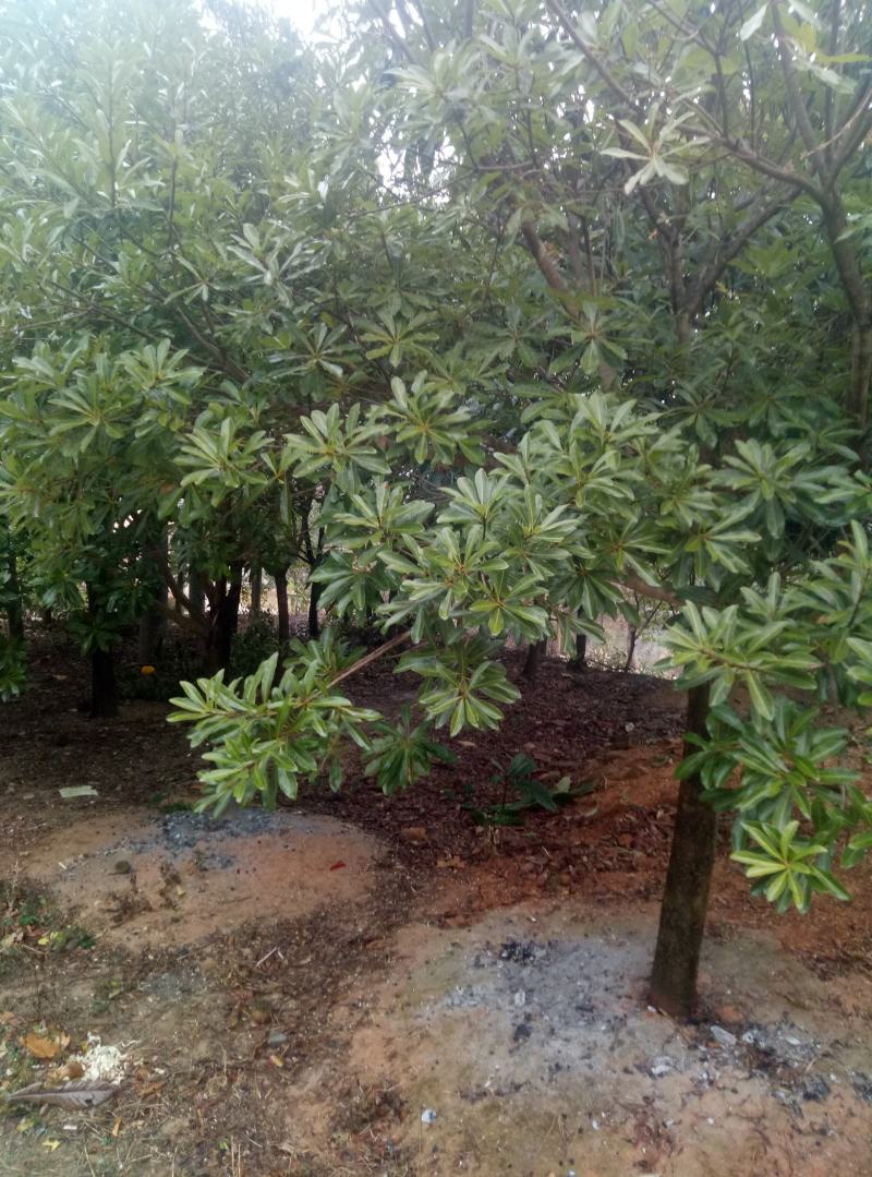 罗汉松(各种规格树苗，种子量大)