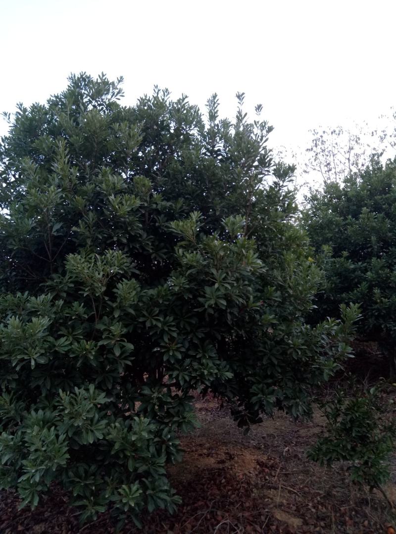 罗汉松(各种规格树苗，种子量大)