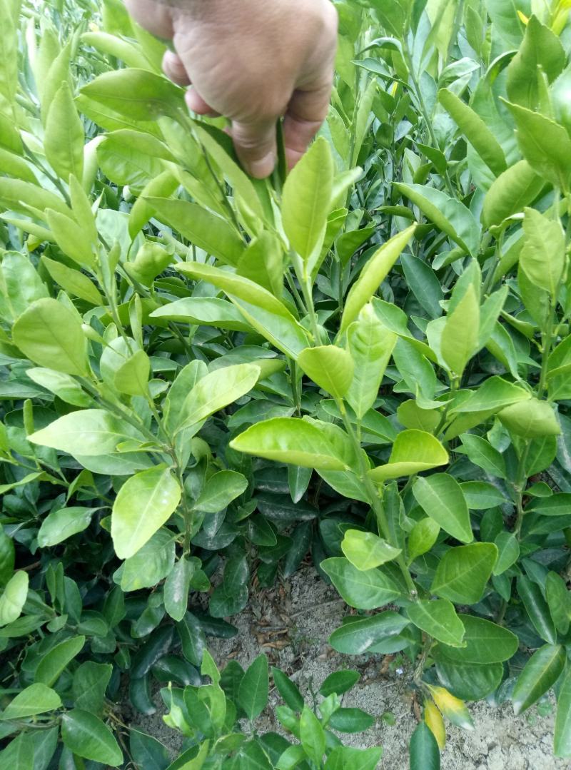 罗汉松(各种规格树苗，种子量大)