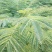 罗汉松(各种规格树苗，种子量大)