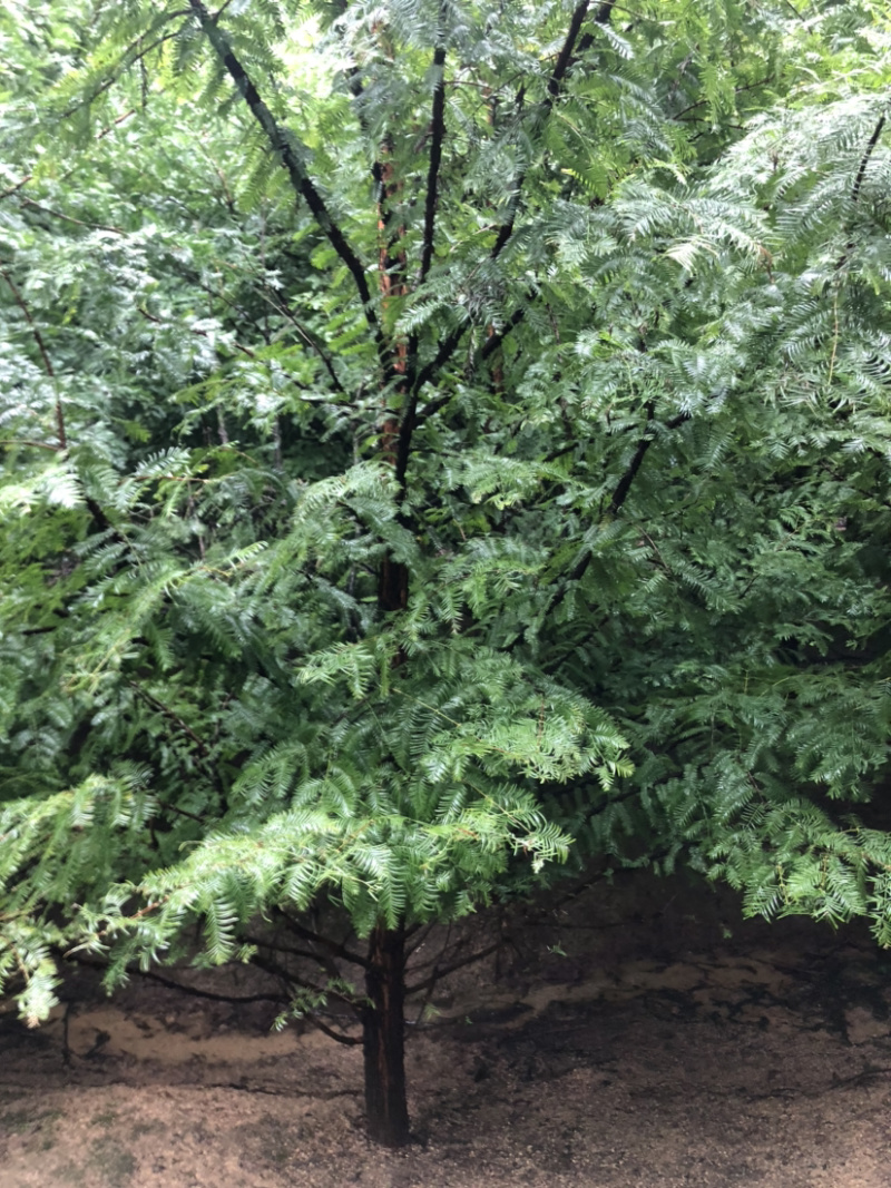 精品水杉树，水杉树苗质量好树形优美，土球圆润，，，，