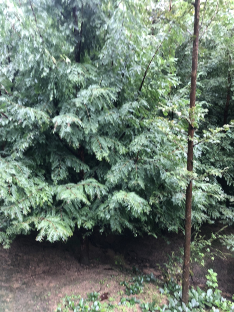 精品水杉树，水杉树苗质量好树形优美，土球圆润，，，，
