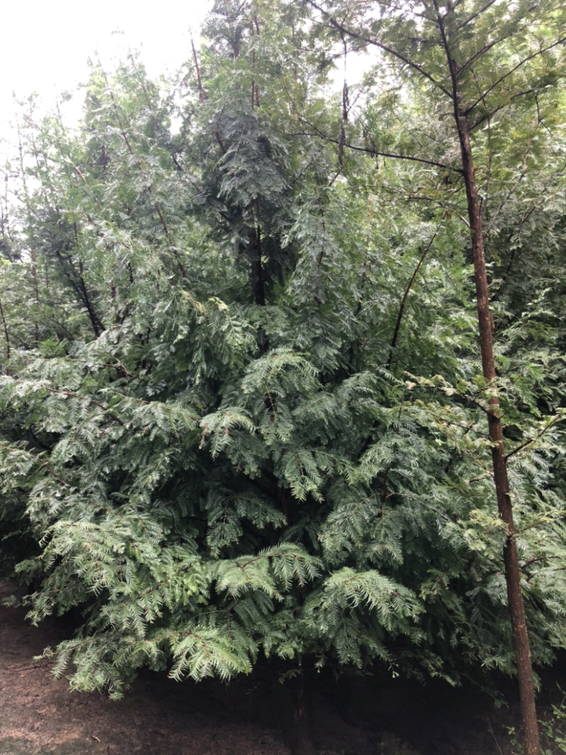 精品水杉树，水杉树苗质量好树形优美，土球圆润，，，，