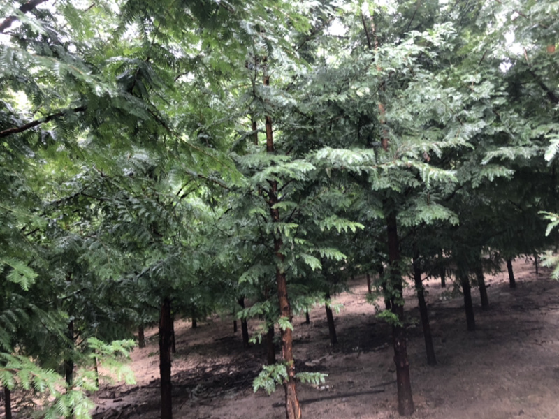 精品水杉树，水杉树苗质量好树形优美，土球圆润，，，，