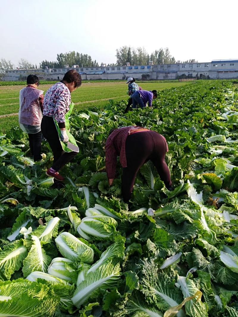 北京新三号大白菜大量供应，质量杠杠的。质量是合作的保证。