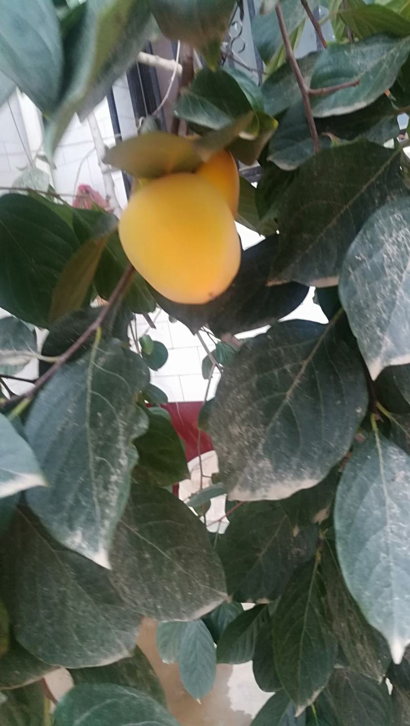 鸡心黄柿子，削柿饼柿子，浆果，甜度好
