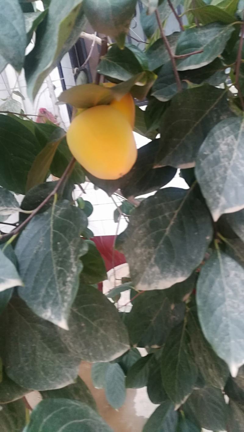 鸡心黄柿子，削柿饼柿子，浆果，甜度好