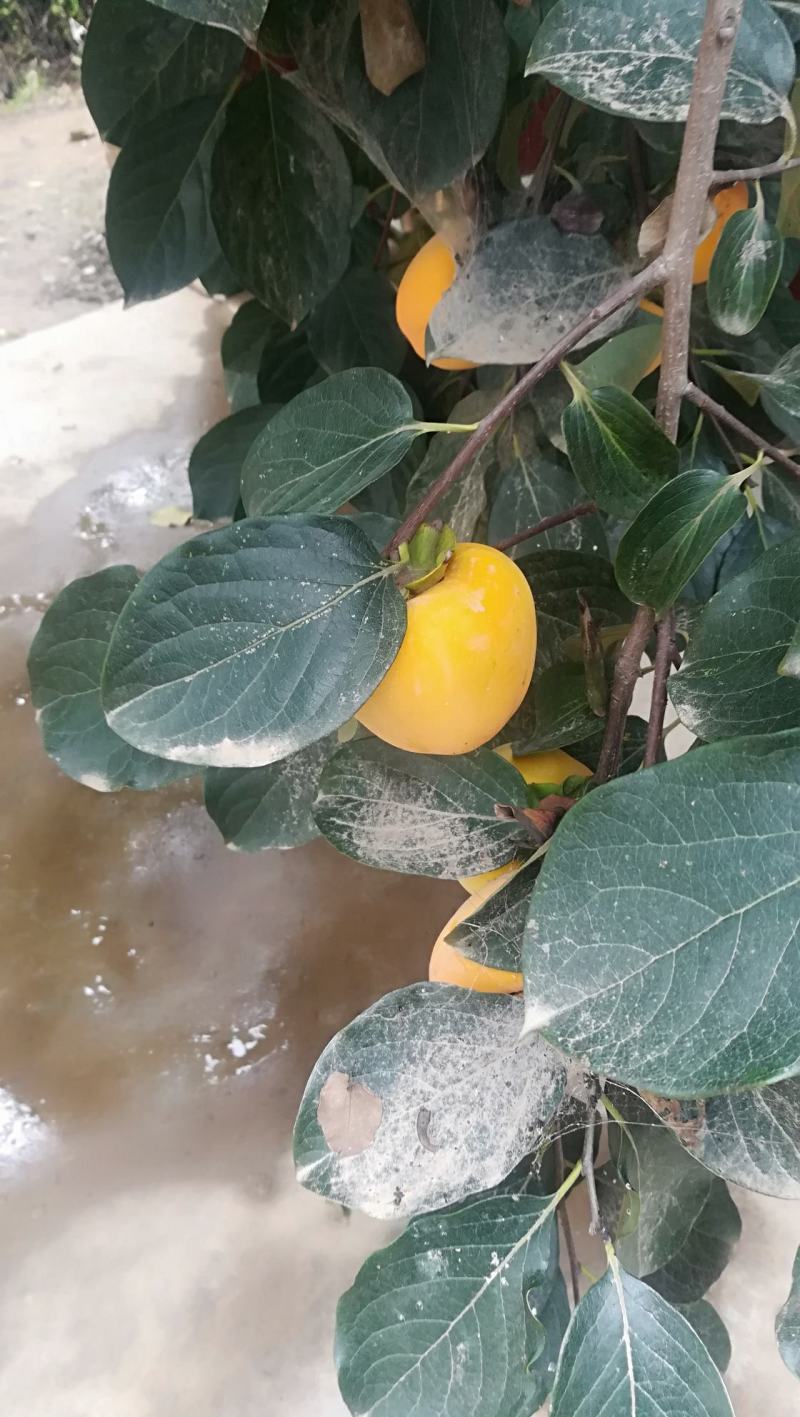 鸡心黄柿子，削柿饼柿子，浆果，甜度好