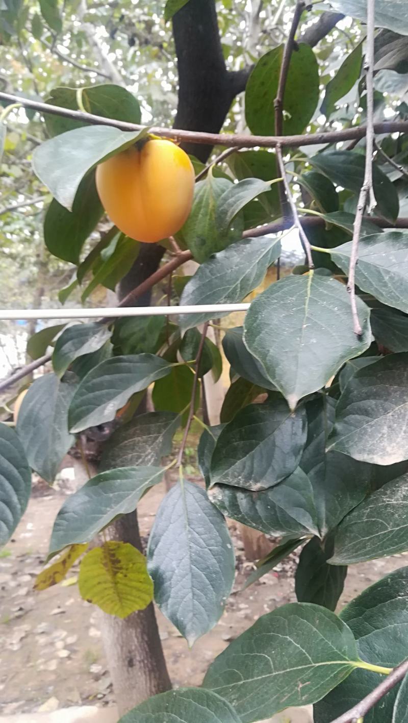 鸡心黄柿子，削柿饼柿子，浆果，甜度好