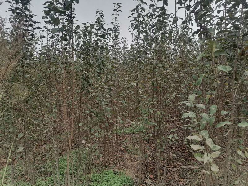 2—18中秋王苹果苗，中秋，国庆成熟，果个大.色泽好