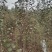 2—18中秋王苹果苗，中秋，国庆成熟，果个大.色泽好