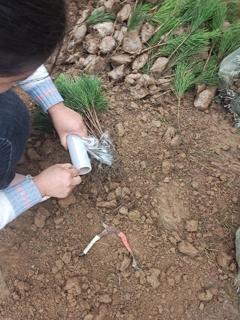 黑松黑松小苗黑松小树苗可视频看货